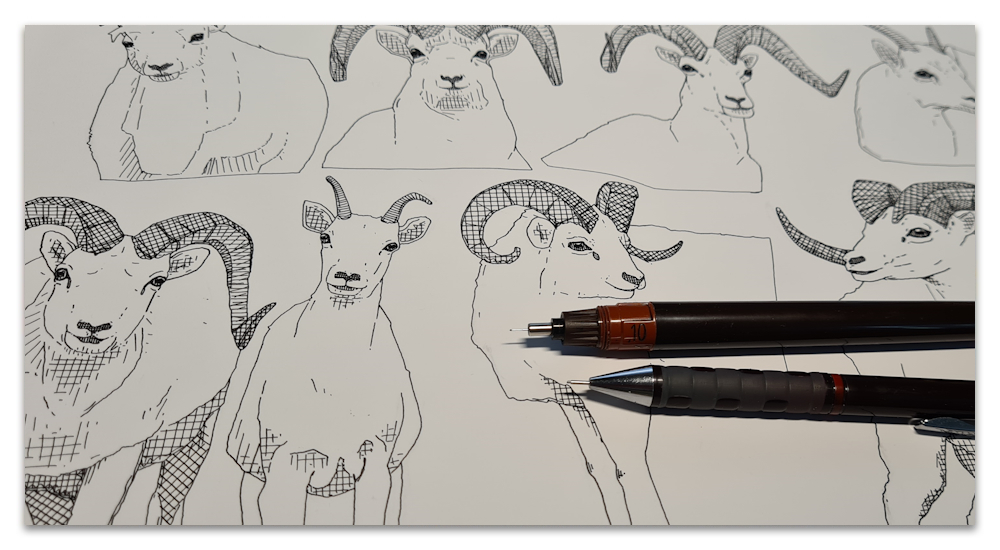 alaskan dall sheep work in progress illustration drawing sharon turner spoonflower