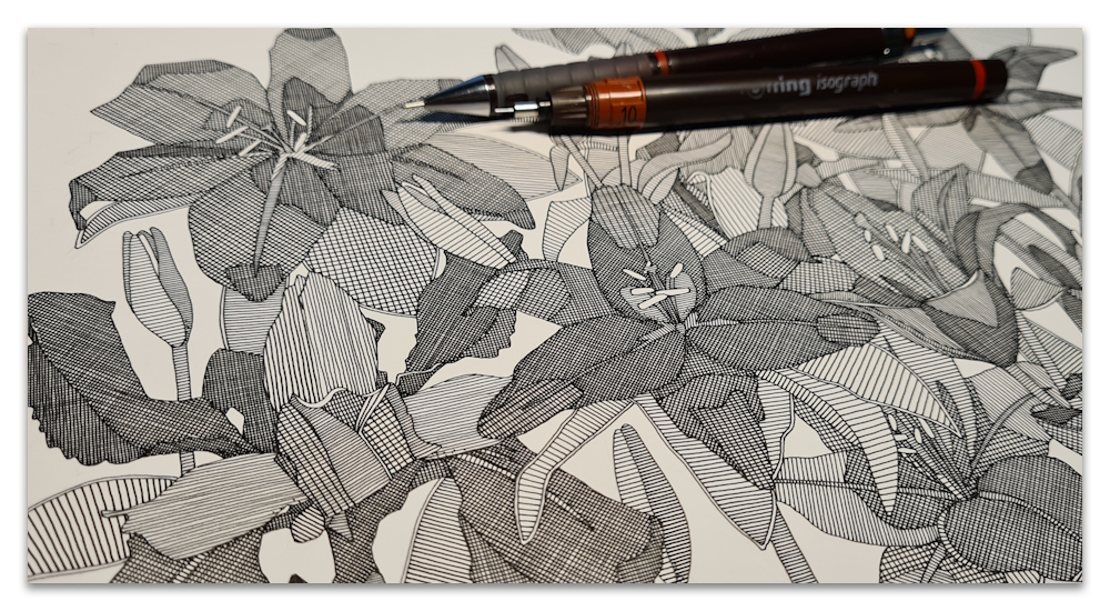 lily work in progress illustration drawing spoonflower sharon turner scrummy
