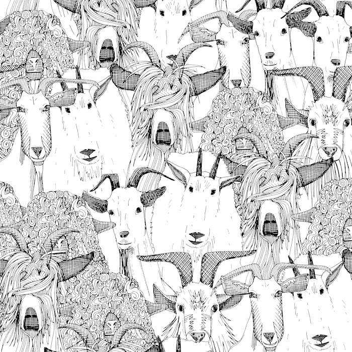 just goats black white animals farm and country 700