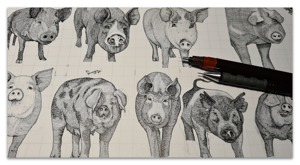 just pigs work in progress illustration drawing sharon turner scrummy spoonflower 08022026
